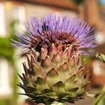 image: Image from the photoset ‘
bagnor
’.