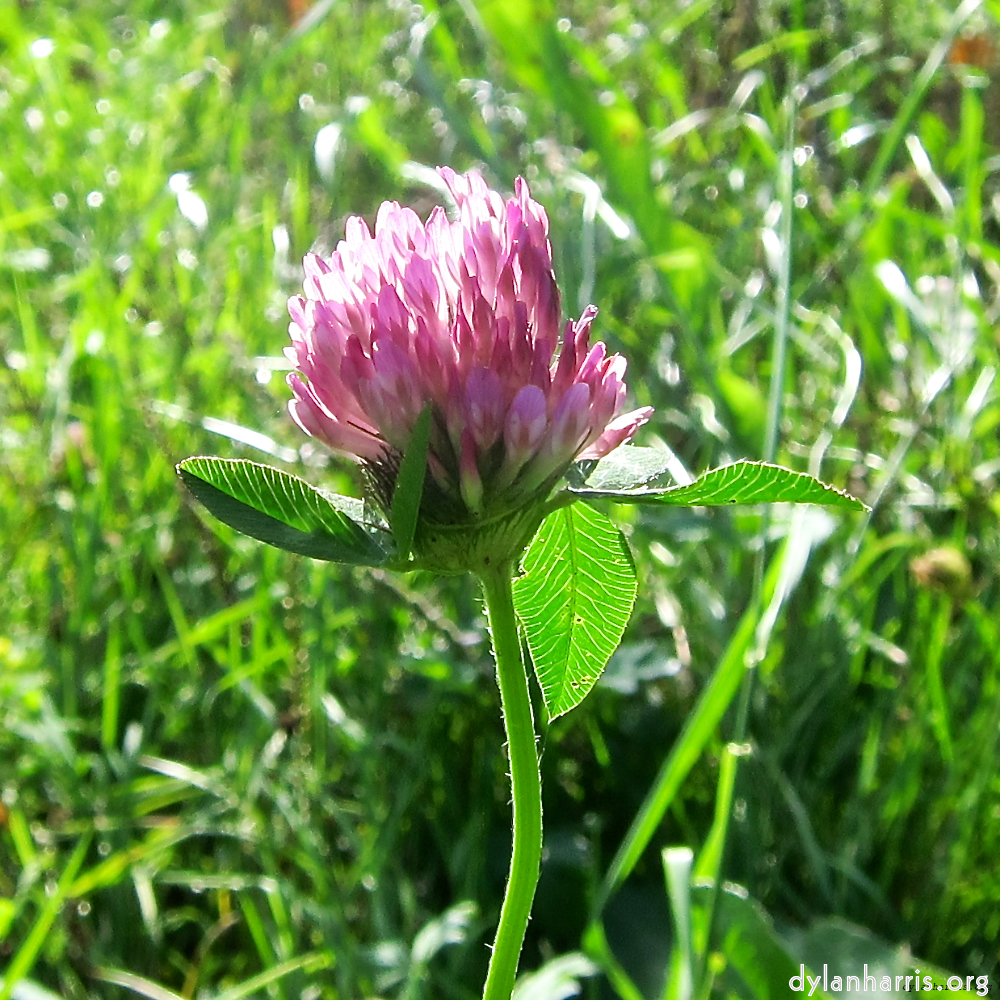 Image: Image 'escher blummen (lxxvii) 1'.