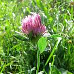 Image: First image from the photoset 'escher blummen (lxxvii)'.