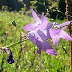 Image: Third image from the photoset 'escher blummen (lxxvii)'.