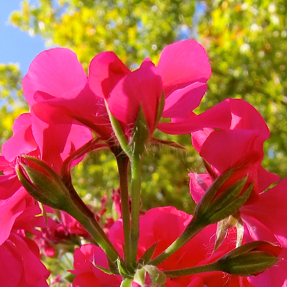 image: This is ‘
parc (xxxii) 1
’.