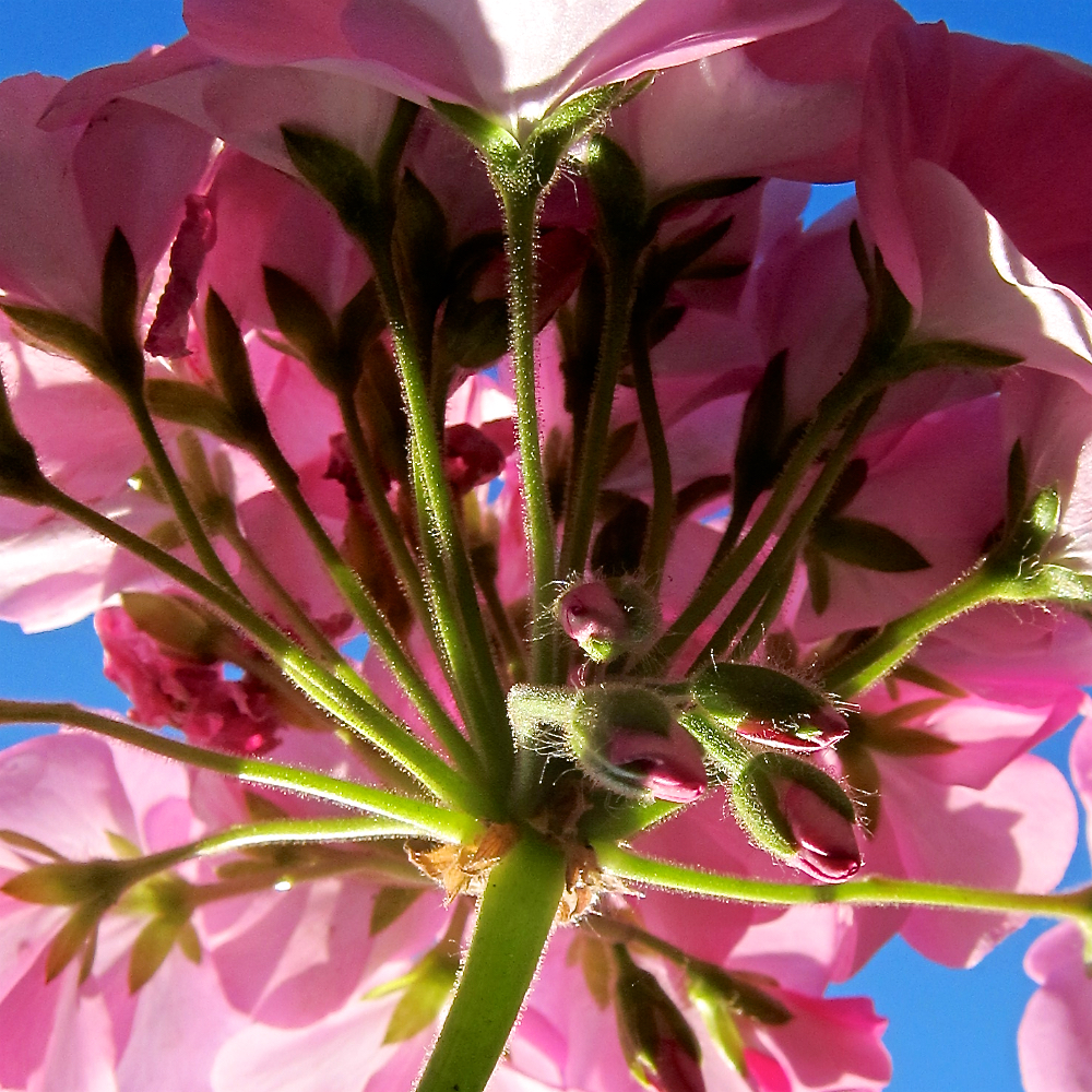 image: This is ‘
parc (xxxii) 4
’.