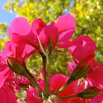 Image: First image from the photoset 'parc (xxxii)'.