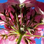 Image: Fourth image from the photoset 'parc (xxxii)'.