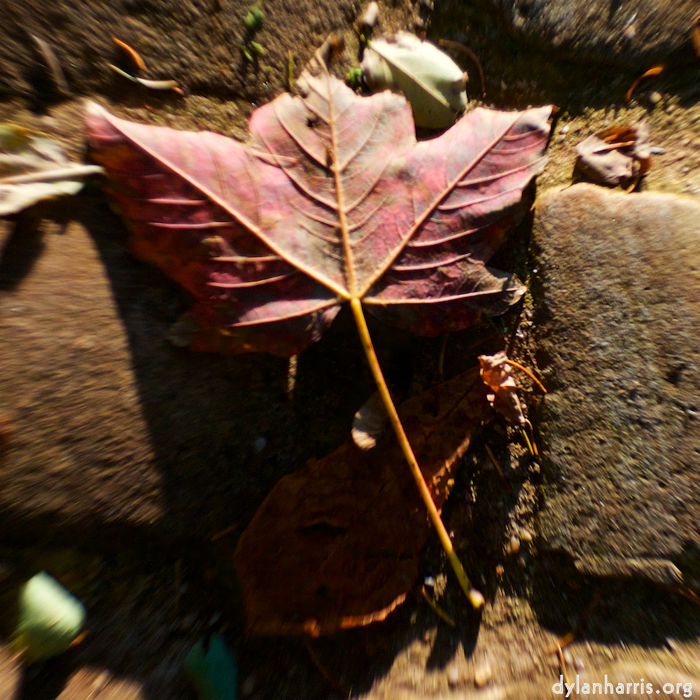 image: Voici ‘parc (xli) 1’.