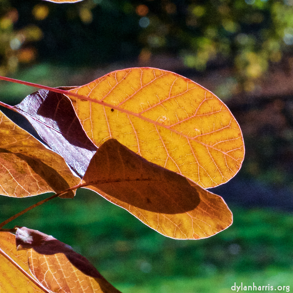 image: Voici ‘parc (xli) 2’.