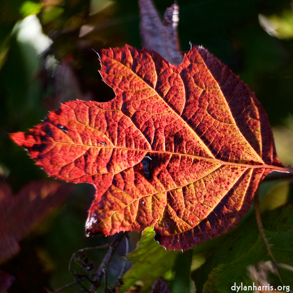 image: Voici ‘parc (xli) 4’.