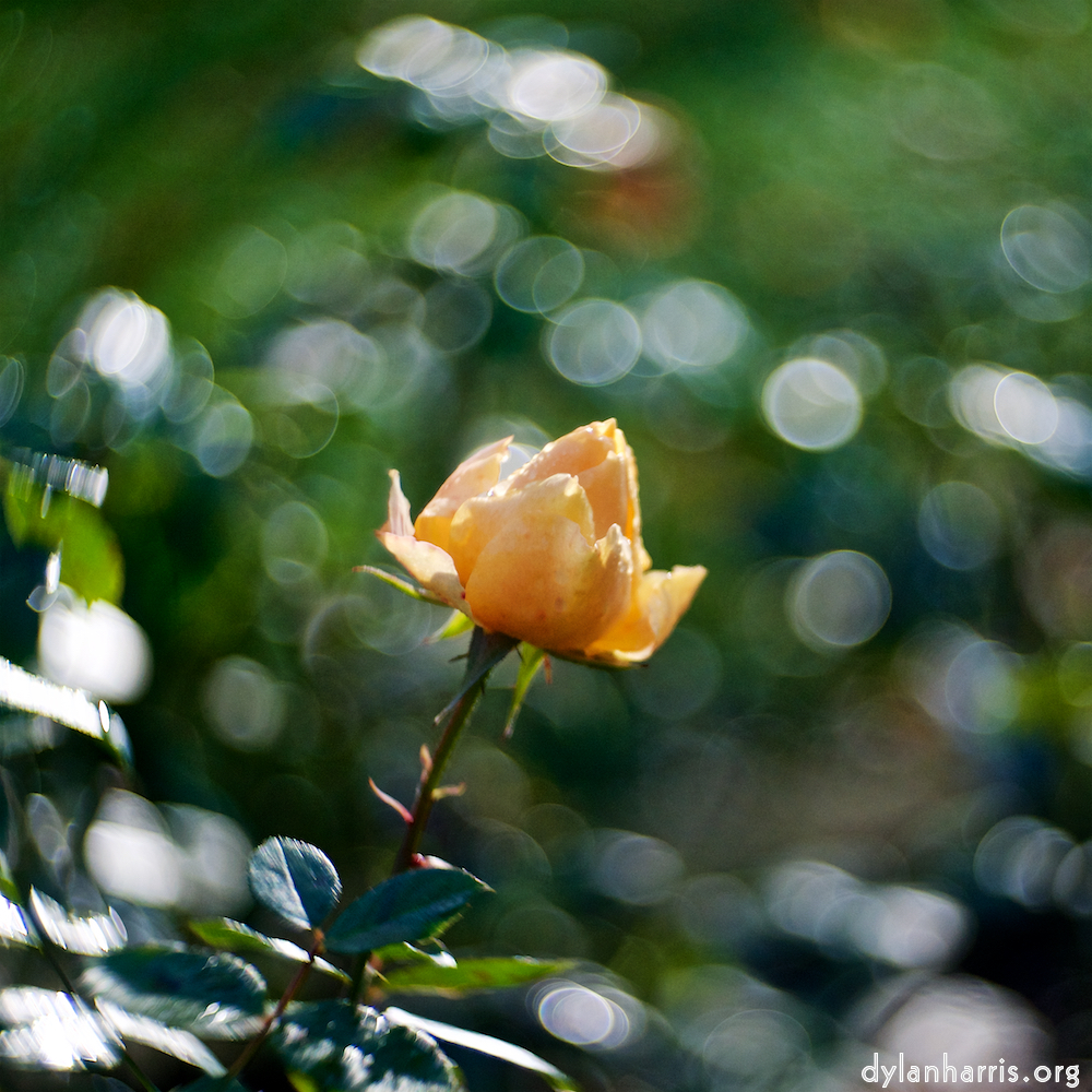 image: Voici ‘parc (xli) 5’.