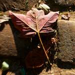 image: Image du photoset ‘parc (xli)’.