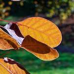 image: Image du photoset ‘parc (xli)’.