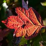 image: Image du photoset ‘parc (xli)’.