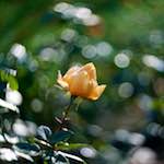 image: Image du photoset ‘parc (xli)’.