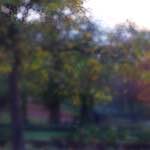 image: Image du photoset ‘parc (xlii)’.