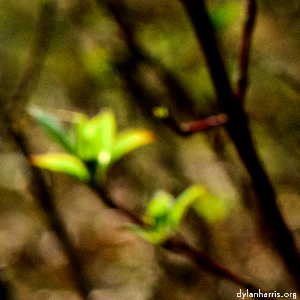 image: This is ‘
wood (xliii) 1
’.