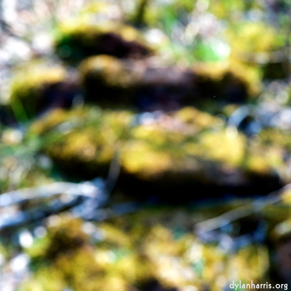 image: This is ‘
wood (xliii) 5
’.