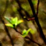 image: Image from the photoset ‘
wood (xliii)
’.