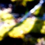 image: Image from the photoset ‘
wood (xliii)
’.