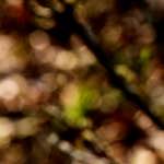 image: Image from the photoset ‘
wood (xliii)
’.