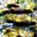 image: Image from the photoset ‘
wood (xliii)
’.