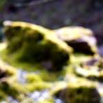 image: Image from the photoset ‘
wood (xliv)
’.