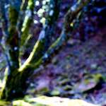 image: Image from the photoset ‘
wood (xliv)
’.