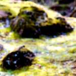 image: Image from the photoset ‘
wood (xliv)
’.