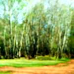 image: Image from the photoset ‘
wood (xliv)
’.