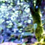 image: Image from the photoset ‘
wood (xliv)
’.