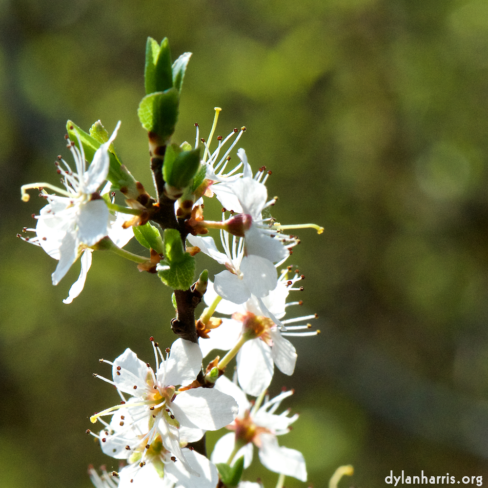 image: This is ‘
escher blummen (cxlvii) 1
’.