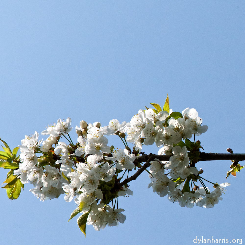 image: This is ‘
escher blummen (cxlvii) 3
’.