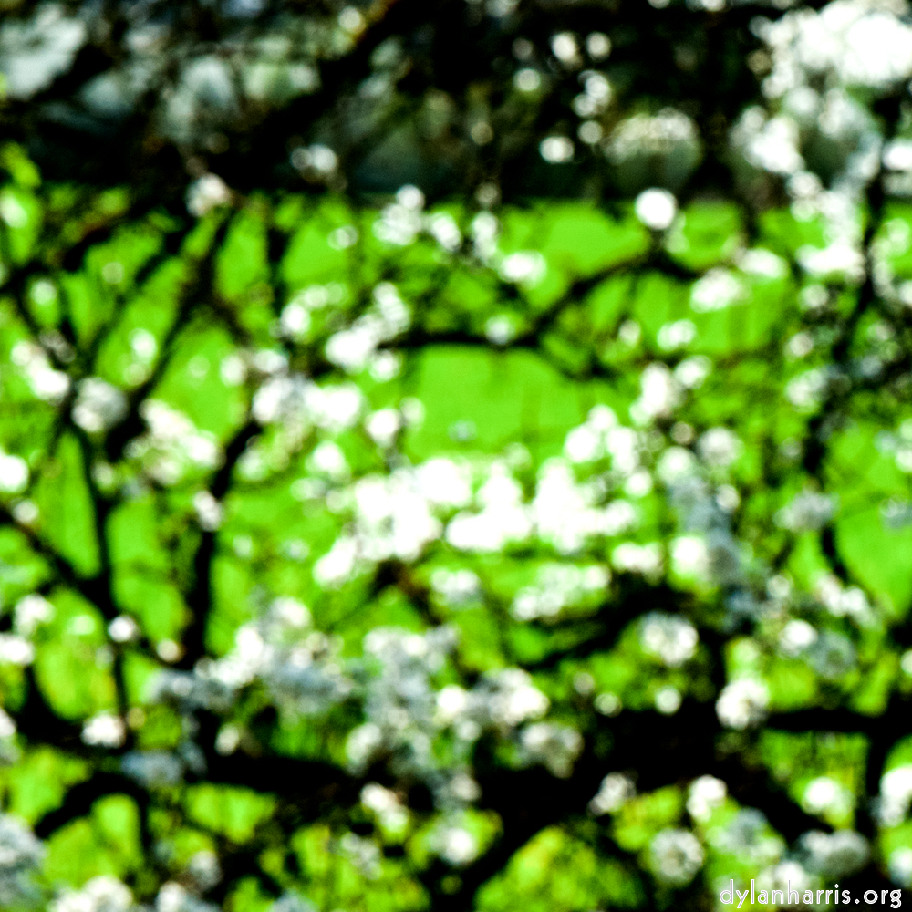 image: This is ‘
escher blummen (cxlvii) 4
’.