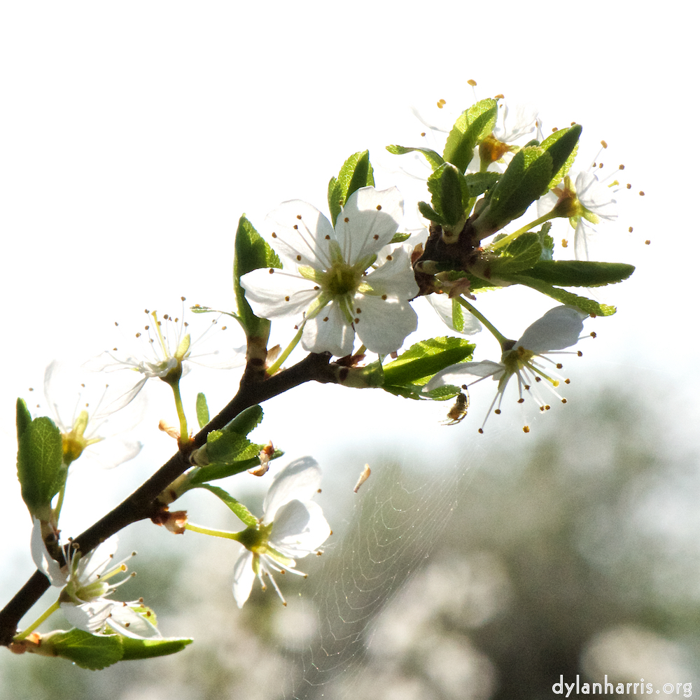 image: This is ‘
escher blummen (cxlvii) 5
’.