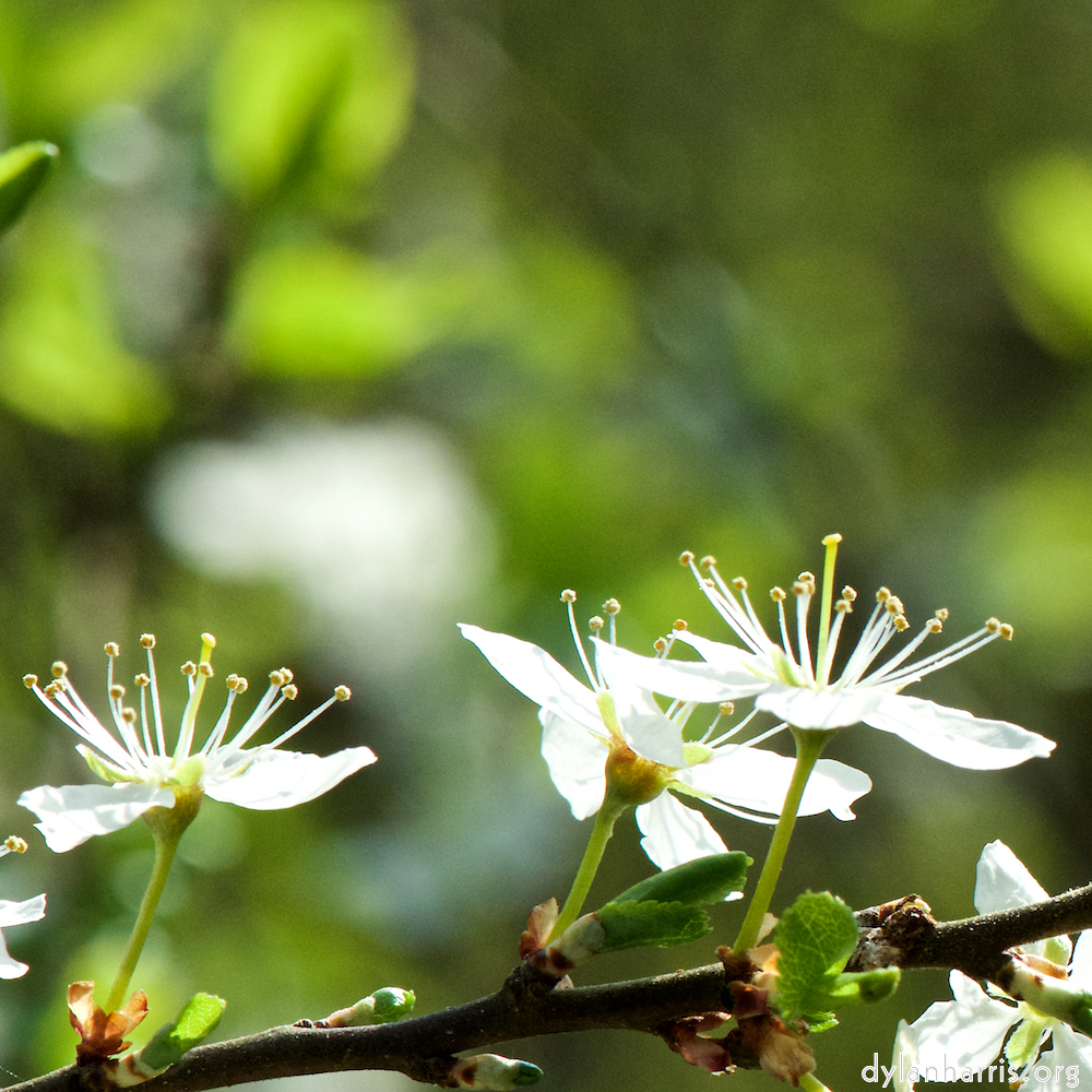 image: This is ‘
escher blummen (cxlvii) 6
’.