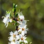 image: Image from the photoset ‘
escher blummen (cxlvii)
’.