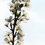 image: Image from the photoset ‘
escher blummen (cxlvii)
’.