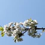 image: Image from the photoset ‘
escher blummen (cxlvii)
’.