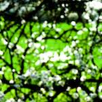 image: Image from the photoset ‘
escher blummen (cxlvii)
’.