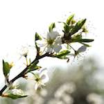 image: Image from the photoset ‘
escher blummen (cxlvii)
’.