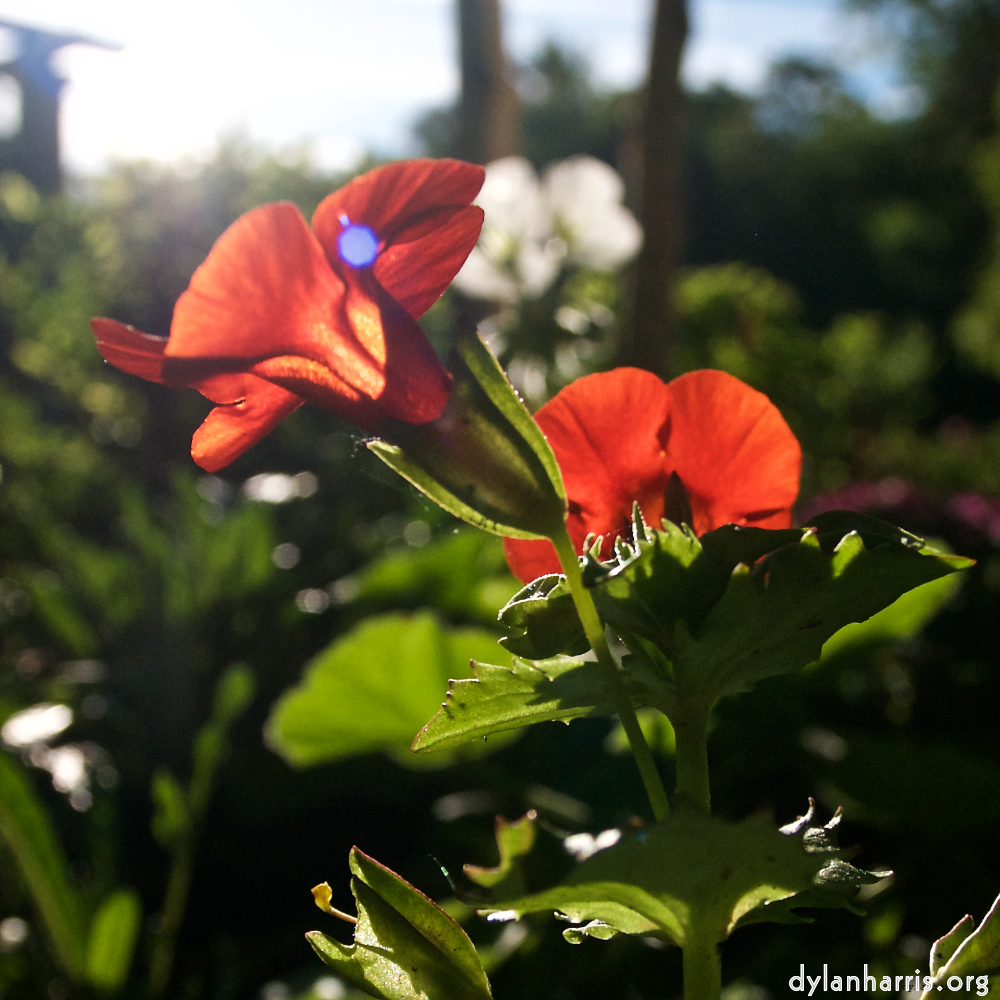 Image: Image 'escher blummen (lxv) 2'.