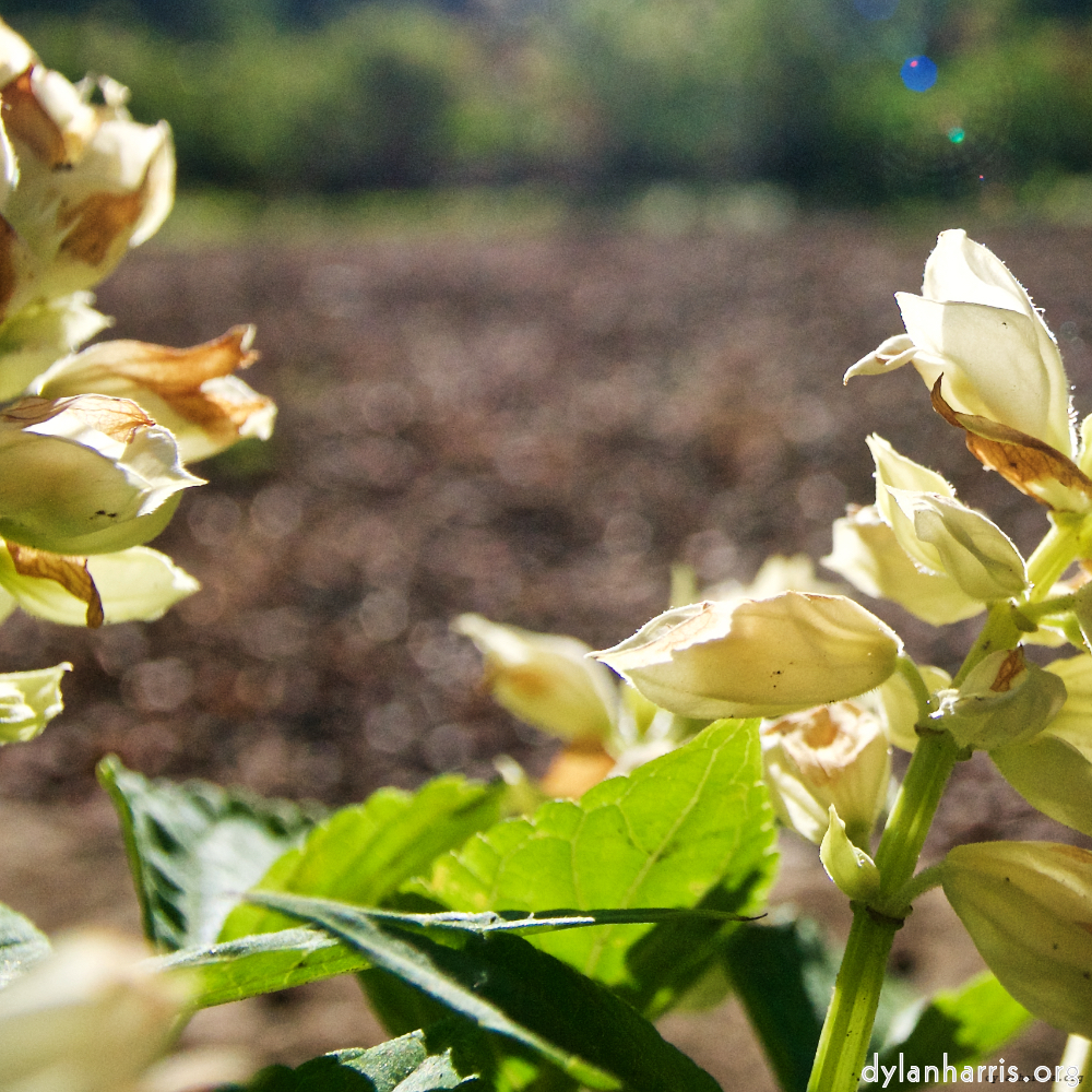 Image: Image 'escher blummen (lxv) 6'.