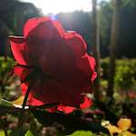 Image: First image from the photoset 'escher blummen (lxv)'.