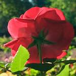 Image: Fifth image from the photoset 'escher blummen (lxv)'.