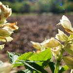 Image: Sixth image from the photoset 'escher blummen (lxv)'.