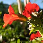 Image: Eighth image from the photoset 'escher blummen (lxv)'.