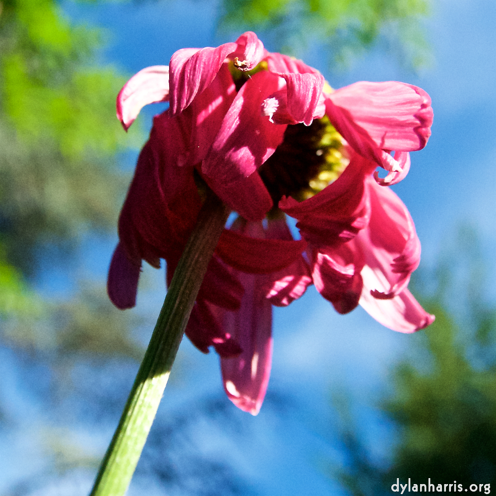 Image: Image 'escher blummen (lxvi) 2'.