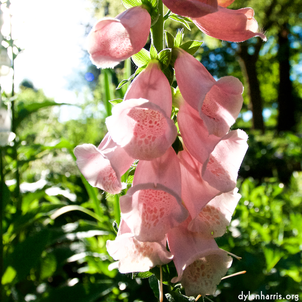 Image: Image 'escher blummen (lxvi) 4'.