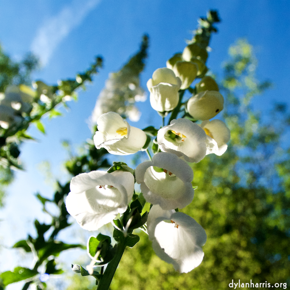 Image: Image 'escher blummen (lxvi) 5'.