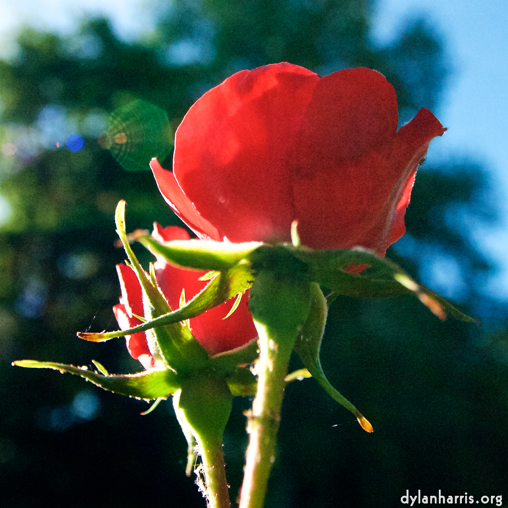 Image: Image 'escher blummen (lxvi) 7'.