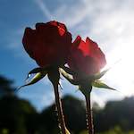 Image: Third image from the photoset 'escher blummen (lxvi)'.