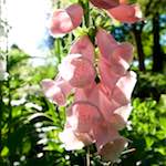 Image: Fourth image from the photoset 'escher blummen (lxvi)'.